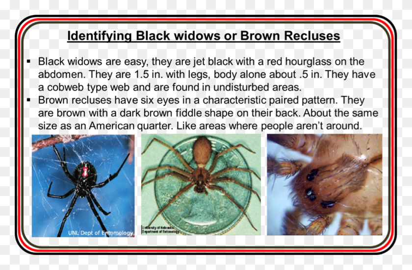 1010x636 Identification Of Brown Recluse And Black Widow Spiders, Spider, Invertebrate, Animal HD PNG Download