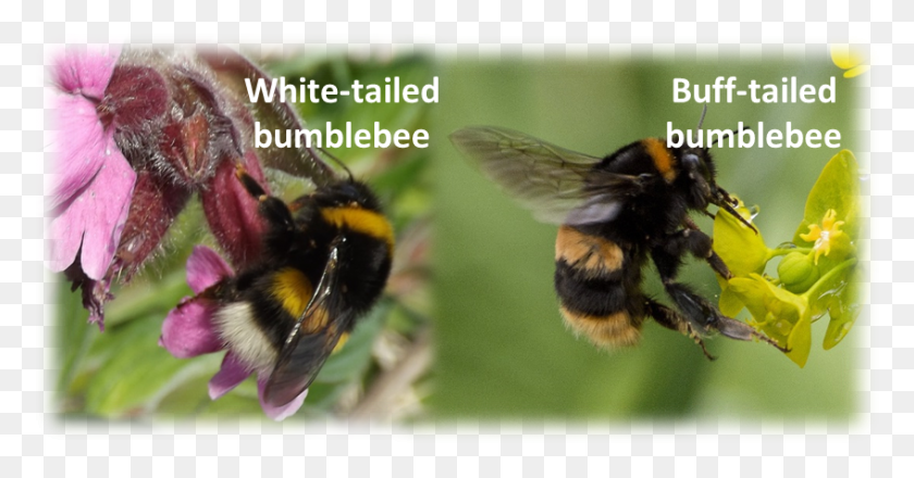 847x413 Descargar Png Identificar Fotos De Abejorros De Otros Usuarios De Beewatch Abejorro, Apidae, Abeja, Insecto Hd Png