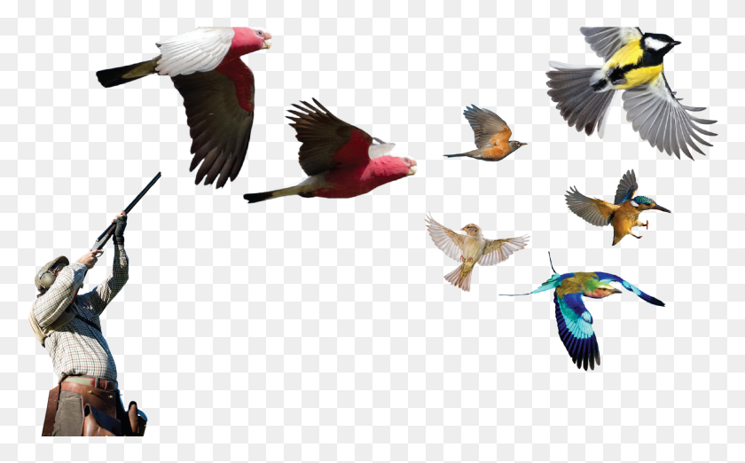 1823x1081 If Birds In A Truck Fly Does The Truck Get Lighter Flock, Flying, Bird, Animal HD PNG Download
