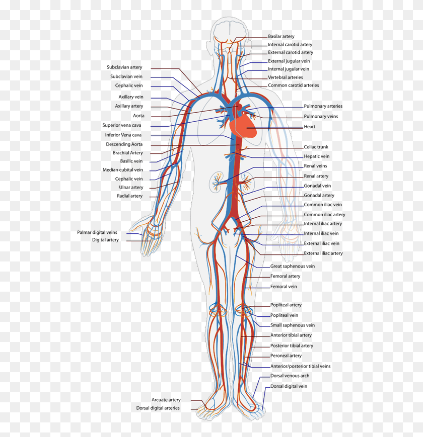 536x809 If I Can Help Somebody Veins Of The Body, Plot, Person, Human HD PNG Download