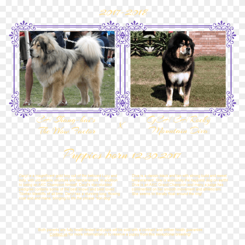 1314x1313 If You Are Interested In A Noble Legacy Tibetan Mastiff Black Norwegian Elkhound, Dog, Pet, Canine HD PNG Download