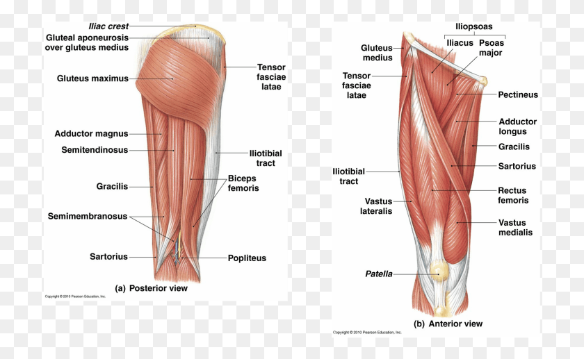 715x457 If You Are Interested In Knowing More About Muscle Muscular System In The Leg, Brush, Tool, Plot HD PNG Download