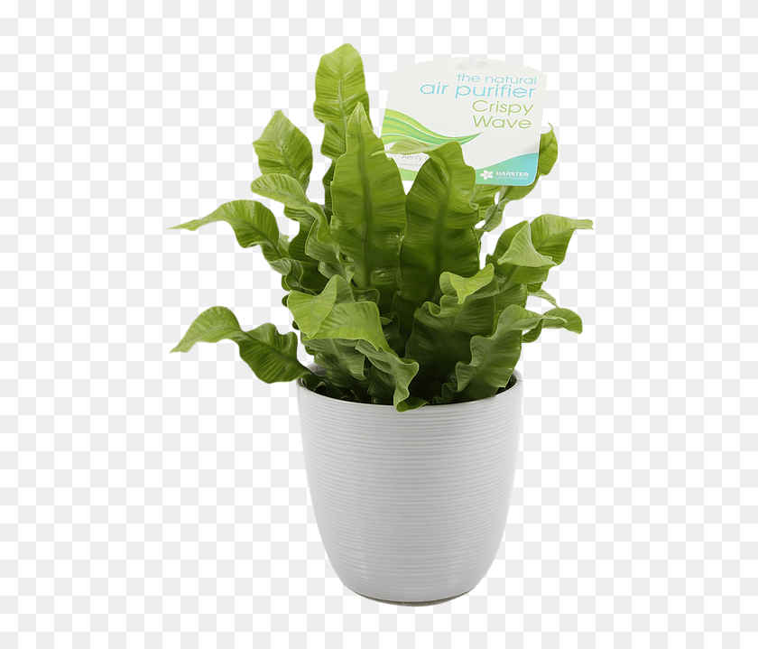 479x659 If You Care For This Low Maintenance Plant Properly Flowerpot, Leaf, Potted Plant, Vase HD PNG Download