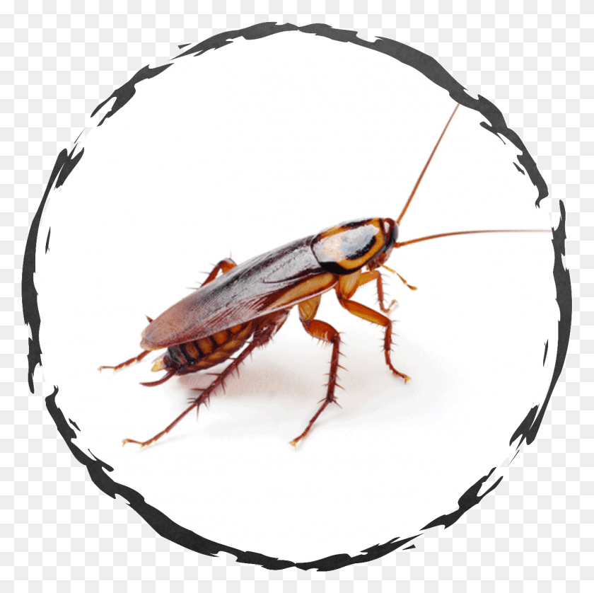 1362x1360 If You Encounter Cockroaches In A Home Or Food Handling Roaches, Insect, Invertebrate, Animal HD PNG Download