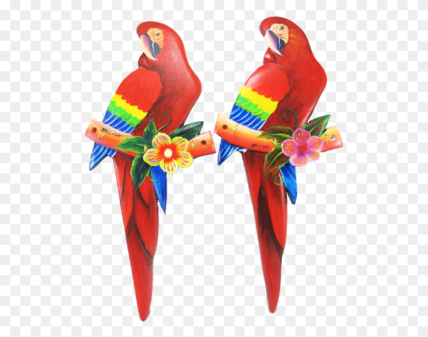 509x601 If You Have Any Questions Please Contact Us Macaw, Bird, Animal, Parrot HD PNG Download