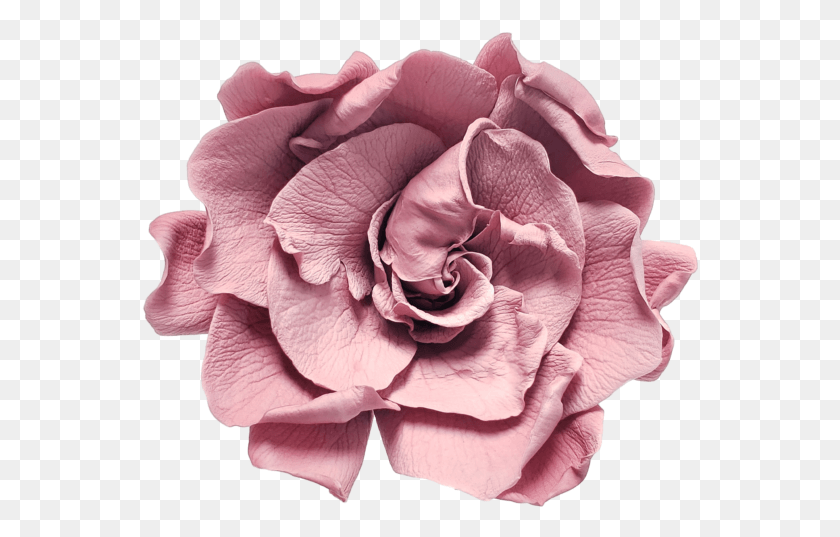 558x477 If You Interested In Ordering Your Own You Can Fill Artificial Flower, Rose, Plant, Blossom HD PNG Download