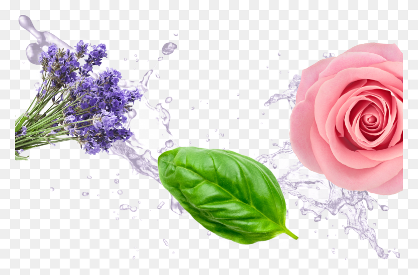 1534x970 If You Like Lavender Escape You39ll Also Love Lavender, Plant, Rose, Flower HD PNG Download