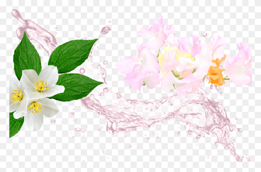 1534x970 If You Like Sweet Pea You39Ll Also Love Water File, Plant, Flower, Blossom Descargar Hd Png