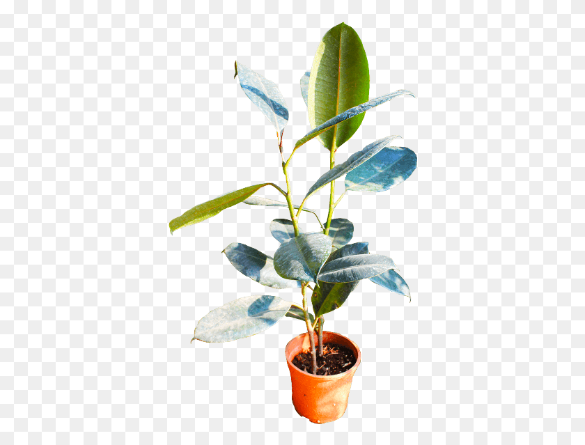 358x579 If You Like This Template And Want To Use Them Please Flowerpot, Leaf, Plant, Annonaceae HD PNG Download