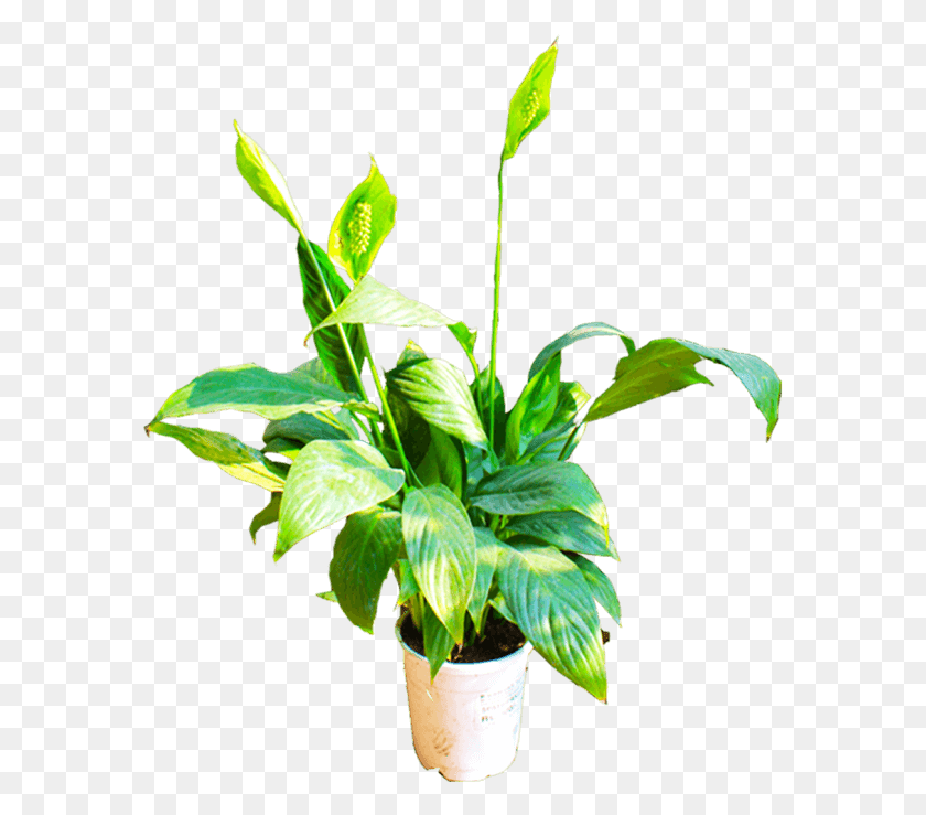 581x679 If You Like This Template And Want To Use Them Please Flowerpot, Plant, Flower, Blossom HD PNG Download