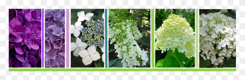 1500x416 If You Love Hydrangeas You Know That Some Are Challenging Hydrangea Serrata, Collage, Poster, Advertisement HD PNG Download