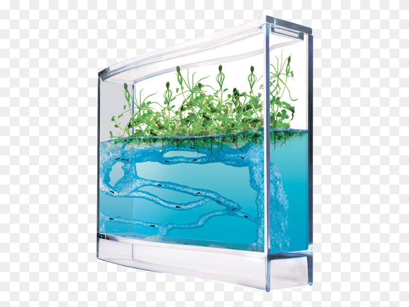 446x572 If You Were Into Science At All When You Were A Kid Pet Ant Farm, Water, Aquarium, Sea Life HD PNG Download