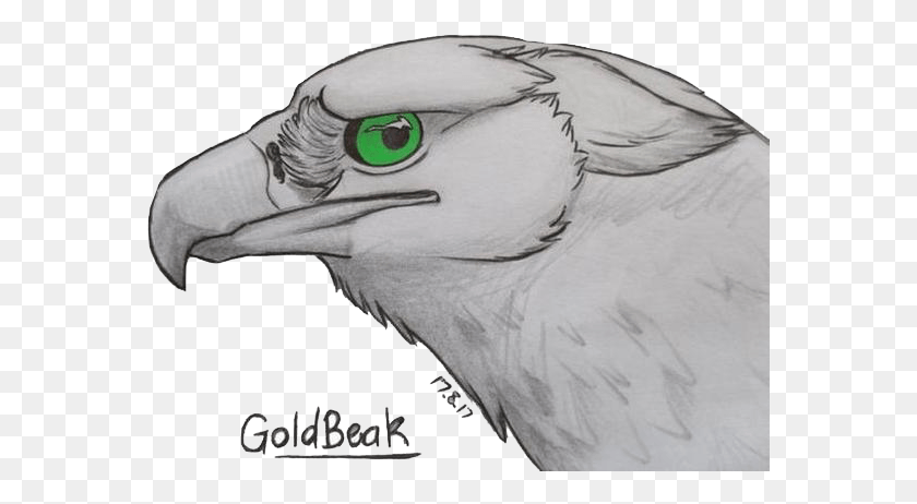 571x402 If You Wish To Buy The Griffin See What Info The Seller Sketch, Beak, Bird, Animal HD PNG Download