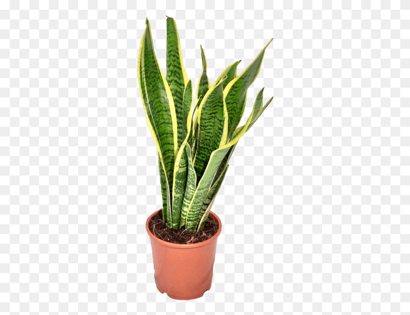 282x586 If You Wish To Improve The Quality Of Your Indoor Air Transparent Background Room Plants, Plant, Leaf, Aloe HD PNG Download