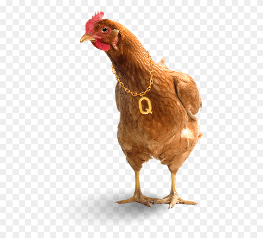 470x700 Igg Software Chicken Question, Hen, Poultry, Fowl HD PNG Download