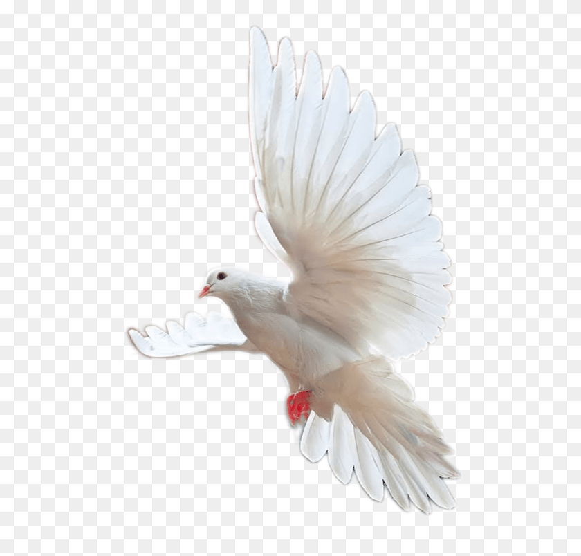 507x744 Iglesia Mision Fuego Y Poder Rock Dove, Bird, Animal, Pigeon HD PNG Download