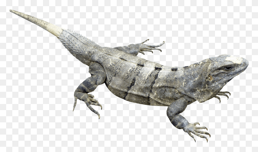 2304x1292 Iguana, Lagarto, Reptil, Animal Hd Png
