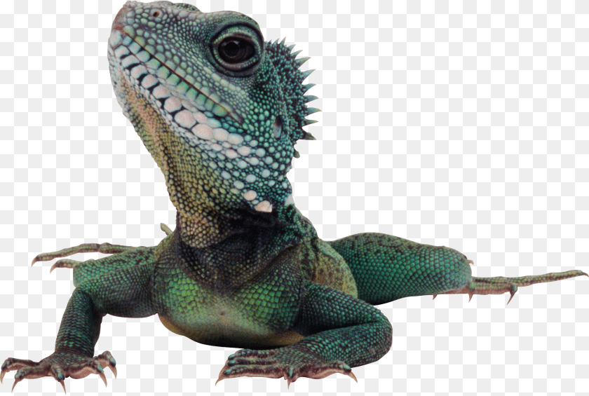 1802x1212 Iguana, Animal, Lizard, Reptile Clipart PNG