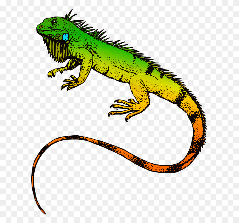 622x721 Iguana Clipart Pet Lizard Animated Iguana, Reptile, Animal, Dinosaur HD PNG Download