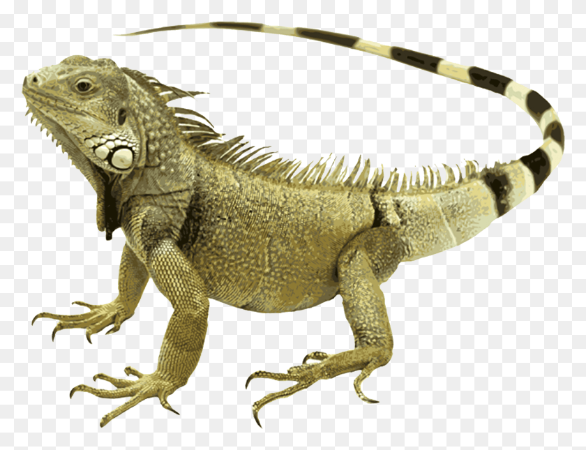 1869x1403 Descargar Png Iguana Iguana Verde, Lagarto, Reptil, Animal Hd Png