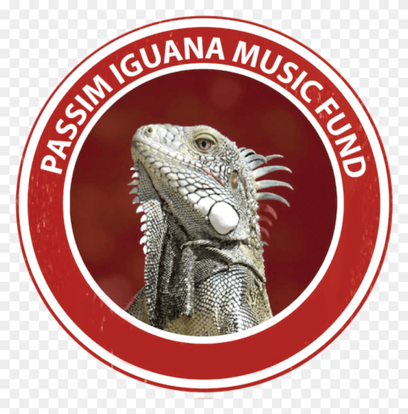 925x940 Iguana Iguana Logo, Lagarto, Reptil, Animal Hd Png