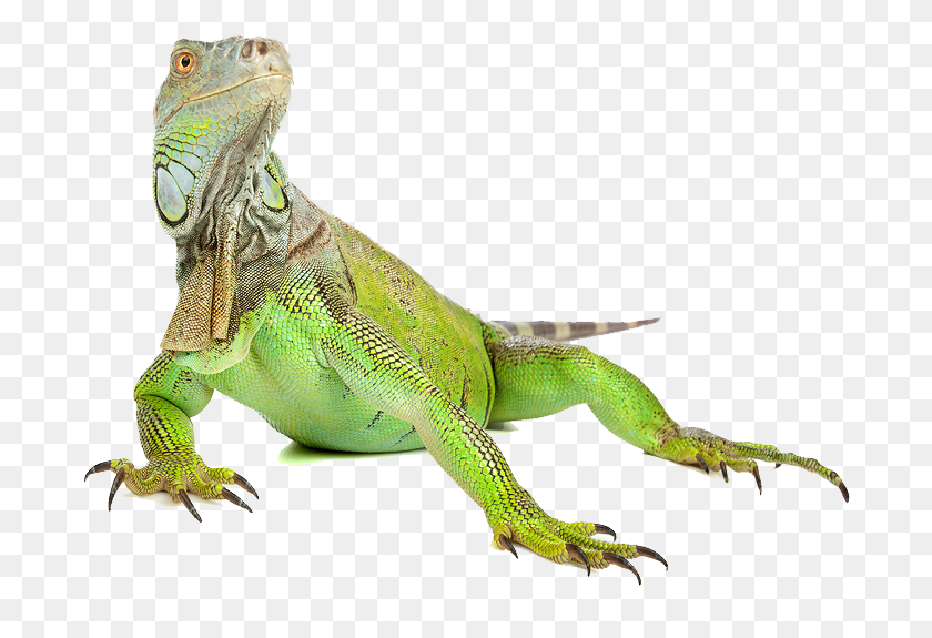 692x515 Iguana Image Iguana, Lizard, Reptile, Animal HD PNG Download