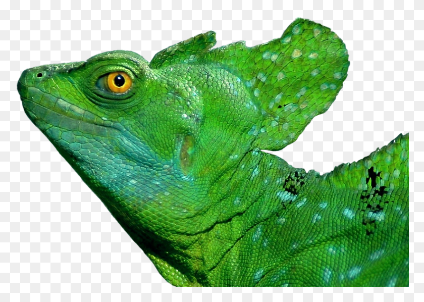 822x568 Iguana Lizard Reptile Exotic Scale Green Scaly Green Basilisk Lizard, Animal, Green Lizard, Gecko HD PNG Download