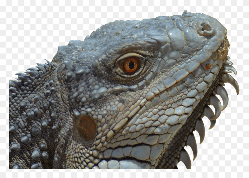 903x625 Iguana Reptile Lizard Animal Nature Portrait Animal Comme Un Lezard, Snake HD PNG Download