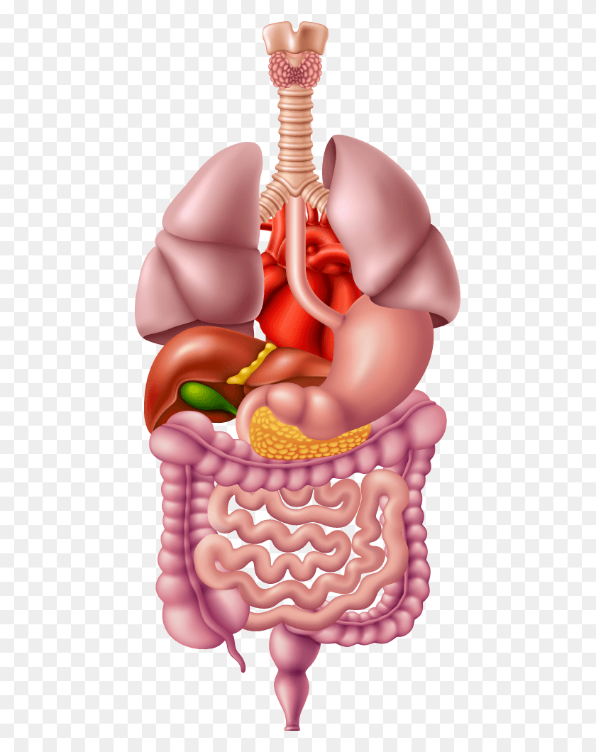 459x1000 Illustrated Image Representing The Human Digestive Human Digestive System Cartoon, Stomach, Ear, Mouth HD PNG Download