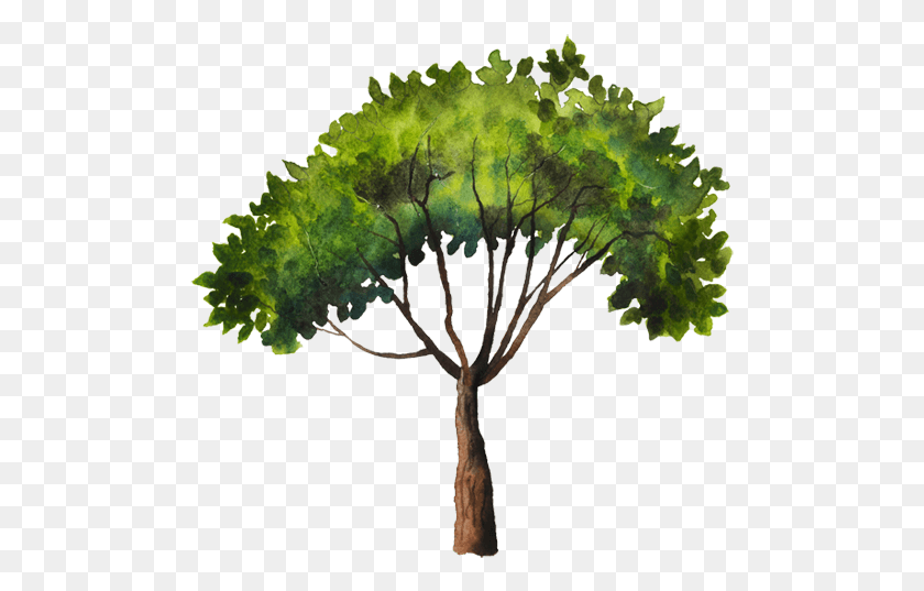 495x477 Иллюстрация, Растение, Дерево, Куст Hd Png Скачать
