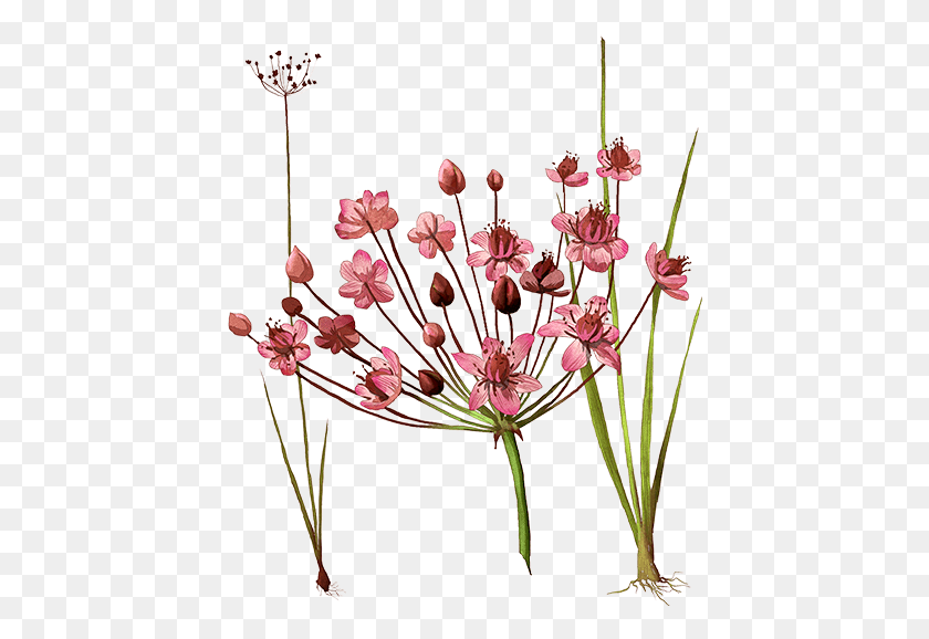 430x518 Ilustración Png / Planta, Flor, Flor Hd Png