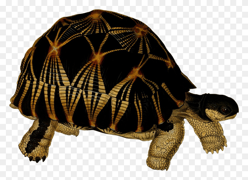1049x741 Иллюстрация, Черепаха, Рептилия, Морская Жизнь Hd Png Скачать
