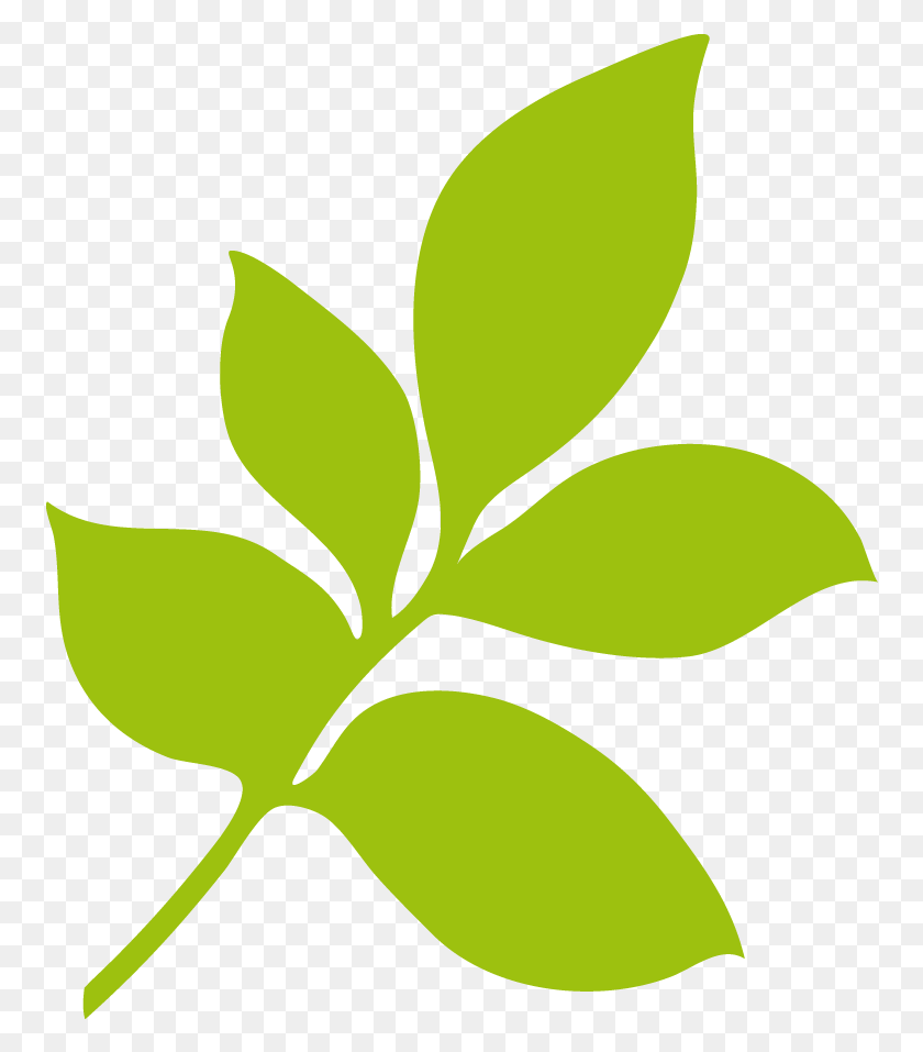 758x897 Иллюстрация, Лист, Растение, Зеленый Hd Png Скачать