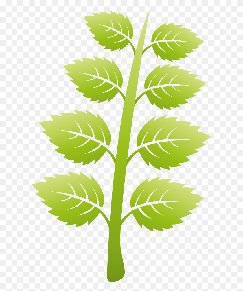 619x947 Illustration, Plant, Leaf, Green HD PNG Download