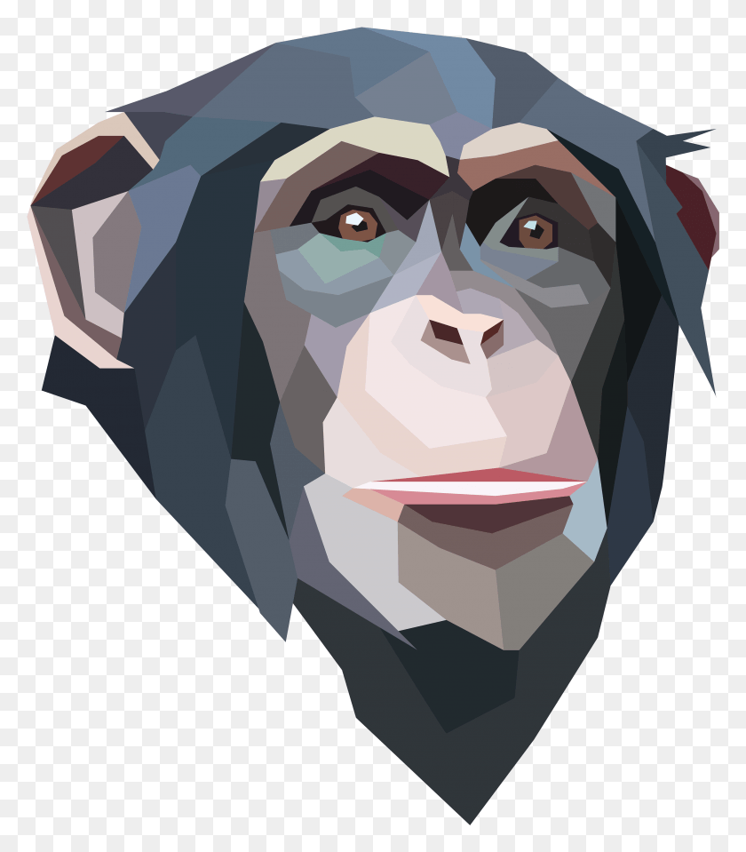 2848x3283 Illustration, Ape, Wildlife, Mammal HD PNG Download