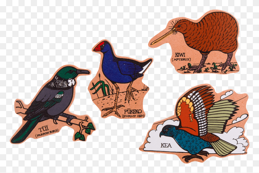 1111x714 Ilustración, Pájaro, Animal, Kiwi Bird Hd Png Descargar