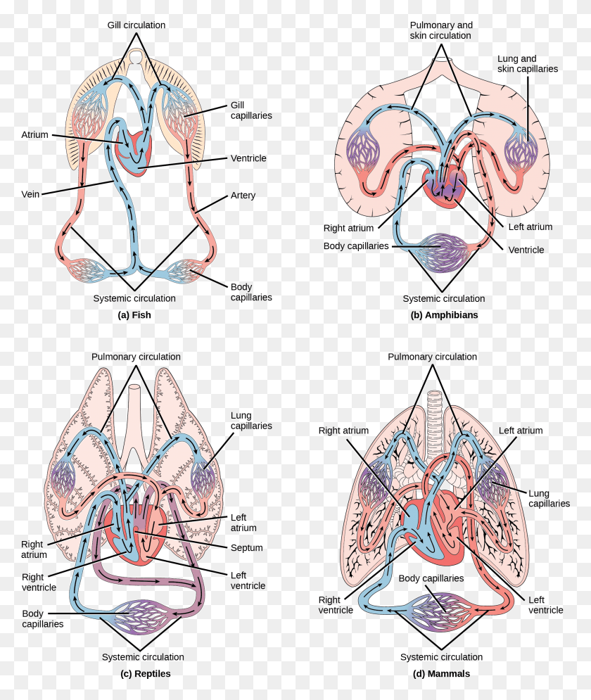 2207x2648 Illustration A Shows The Circulatory System Of Fish Circulatory System Of Dogfish, Clothing, Apparel HD PNG Download