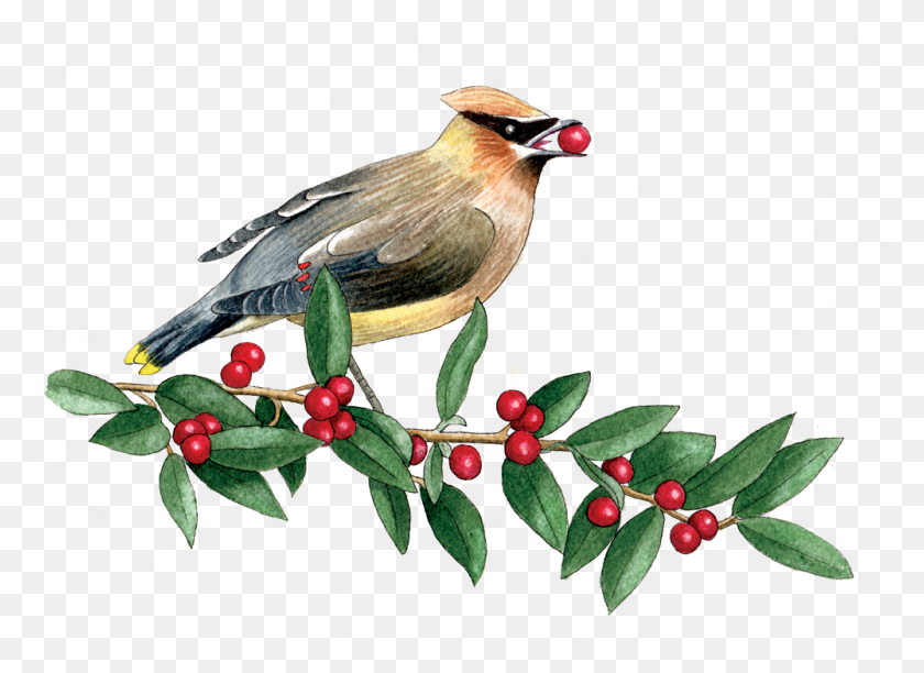 1000x708 Ilustración De Helen Krayenhoff Waxwing, Pájaro, Animal, Planta Hd Png