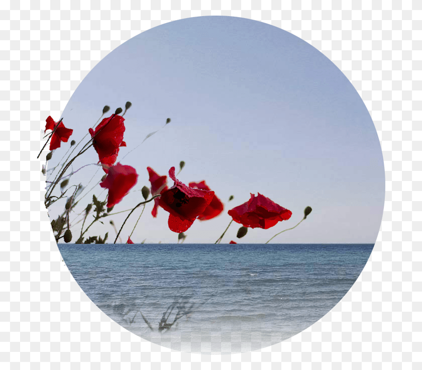 695x676 Иллюстрация Унимеабаси Удох Океан, Окно, Иллюминатор, Цветок Png Скачать