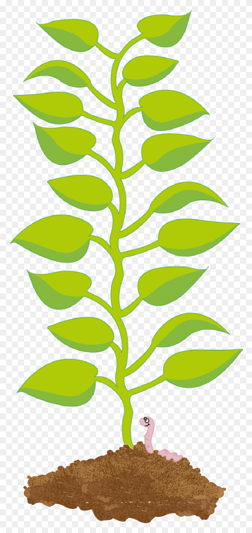 889x1960 Illustration Of A Potato Plant39s Leaves Growing From, Green, Leaf, Plant HD PNG Download
