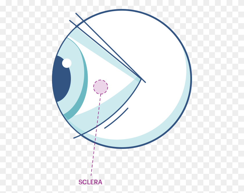 483x606 Illustration Of Any Eye Highlighting The Sclera Circle, Sphere, Bowl, Glass HD PNG Download