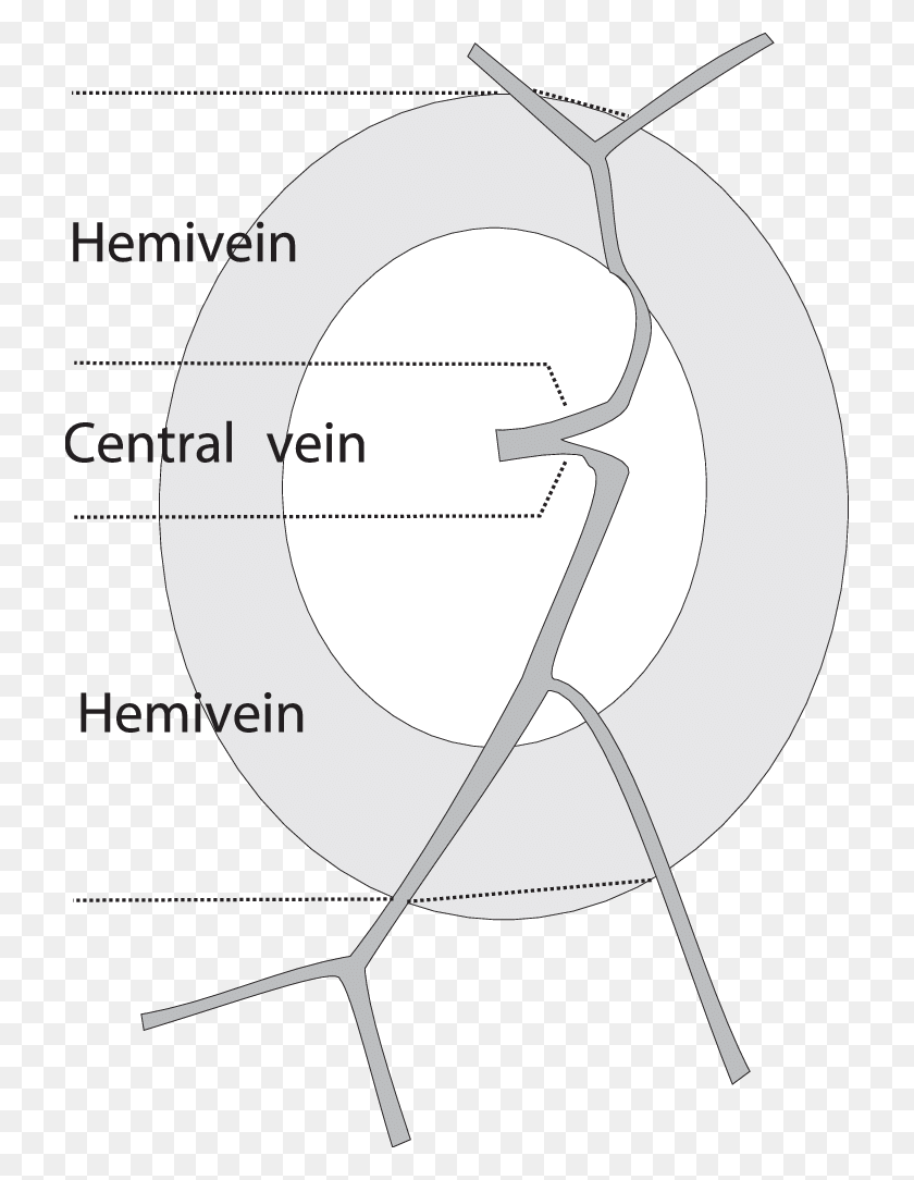 720x1024 Illustration Of The Branch Vein Draining Into The Hemiveins Circle, Diagram, Antenna, Electrical Device HD PNG Download
