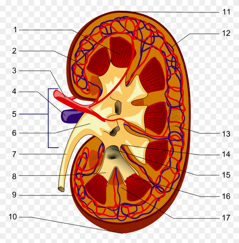 1000x1018 Illustration Of The Kidney Structures, Text, Graphics HD PNG Download