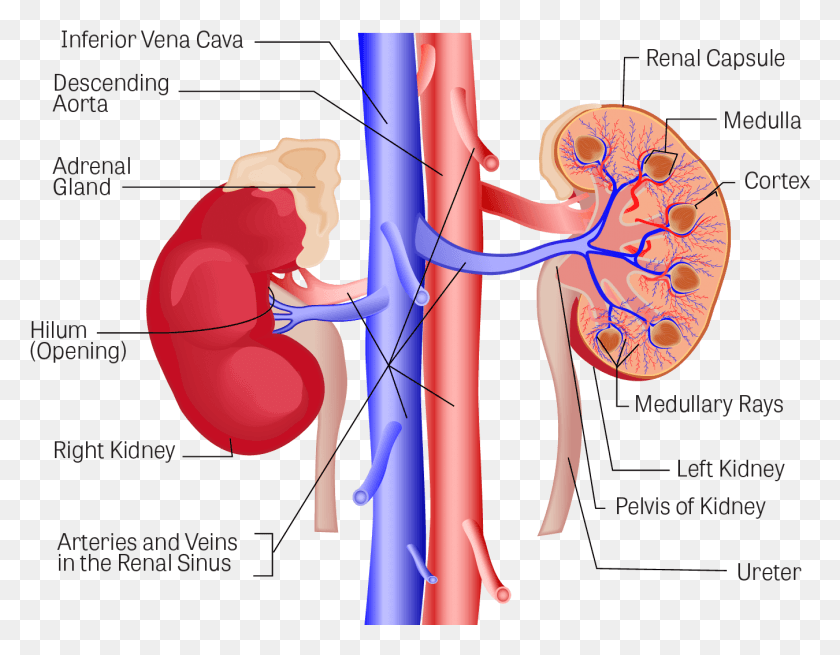 1350x1030 Illustration Of The Kidneys With The Following Components Kidneys Labeled, Pattern, Stomach, Diagram HD PNG Download