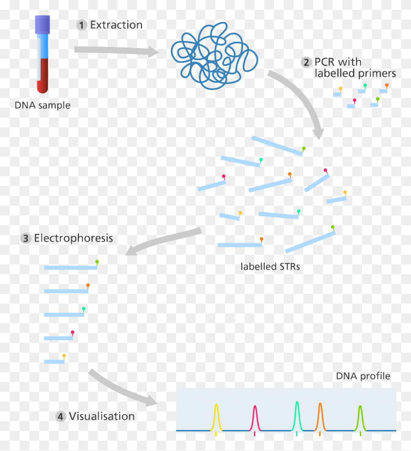 1088x1202 Illustration Producing A Dna Profile, Paper, Confetti, Text HD PNG Download