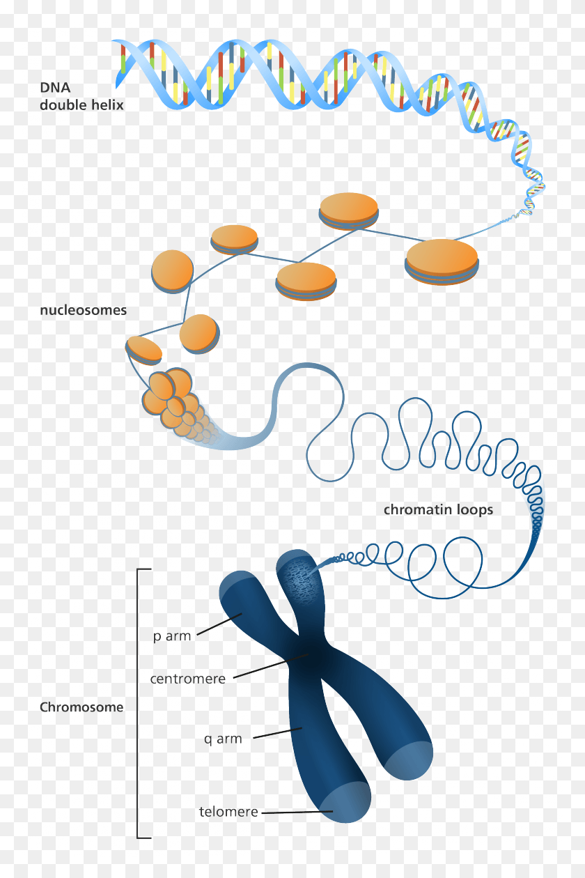 778x1200 Illustration Showing How Dna Is Packaged Into A Chromosome Calligraphy, Text, Rug Descargar Hd Png