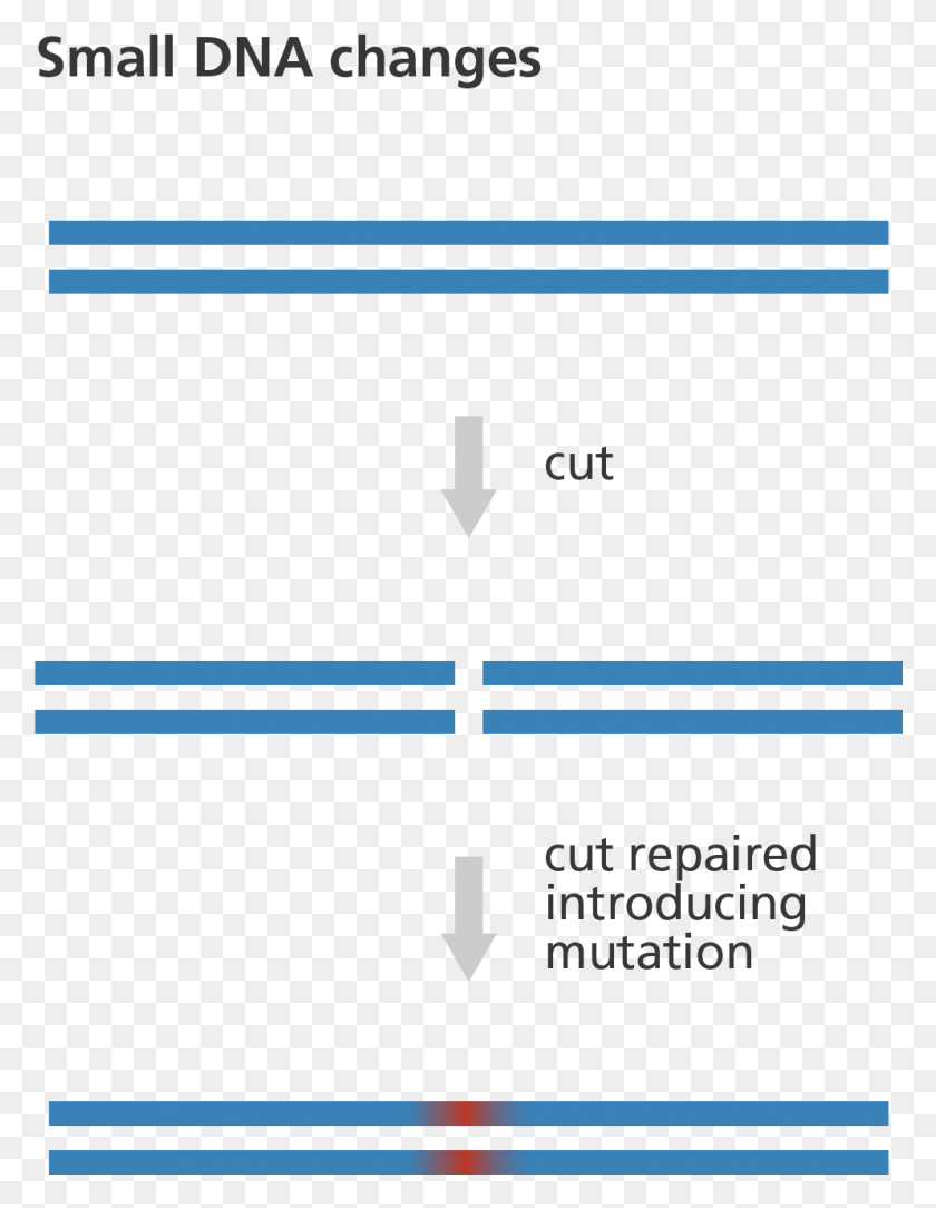 994x1306 Illustration Showing How Genome Editing Gene Editing Process, Text, Plot, Diagram Descargar Hd Png