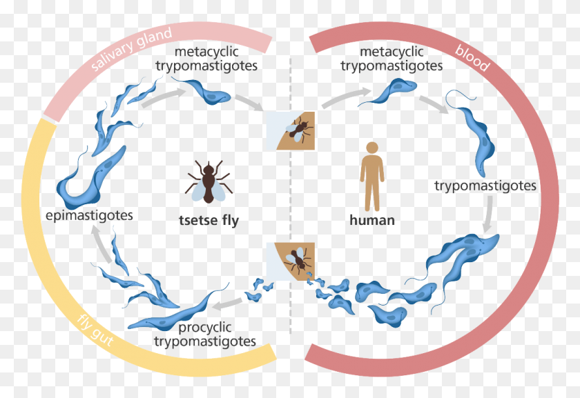 1068x709 Illustration Showing The Life Cycle Of The Trypanosome African Sleeping Sickness Life Cycle, Text, Poster, Advertisement HD PNG Download