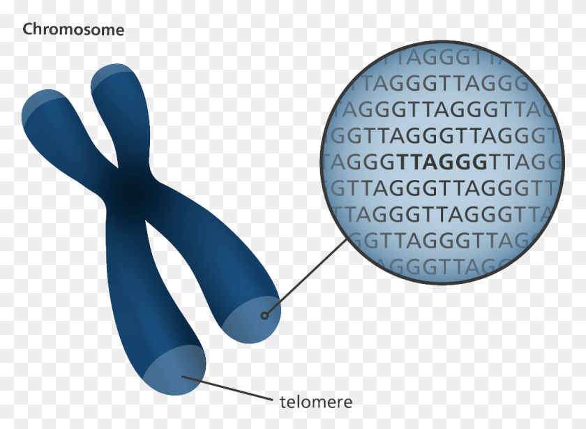 995x708 Illustration Showing The Position Of Telomeres At The Chromosome Telomeres, Clock Tower, Tower, Architecture HD PNG Download