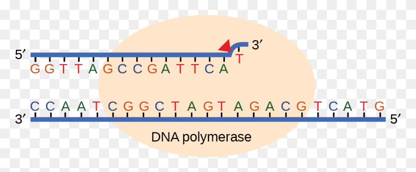 1078x399 Illustration Shows Dna Polymerase Replicating A Strand Circle, Plot, Diagram, Measurements HD PNG Download